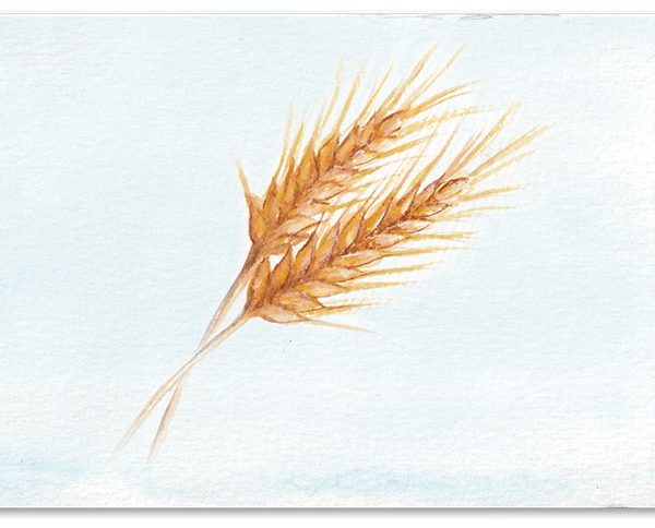 El diario de un grano de trigo